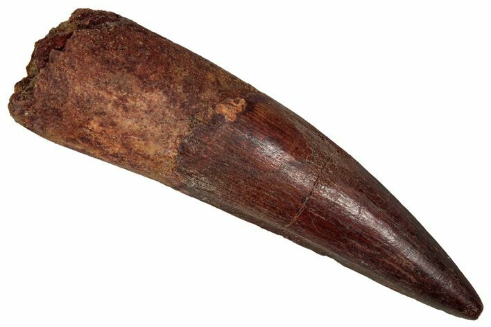 Fossil Spinosaurus Tooth - Real Dinosaur Tooth #350089